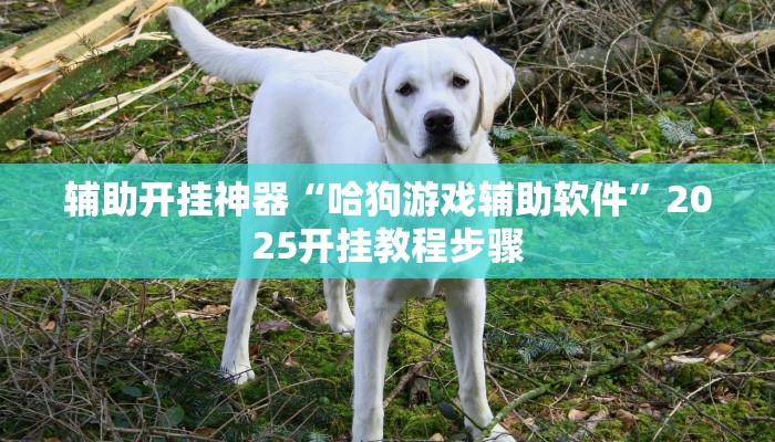 辅助开挂神器“哈狗游戏辅助软件”2025开挂教程步骤