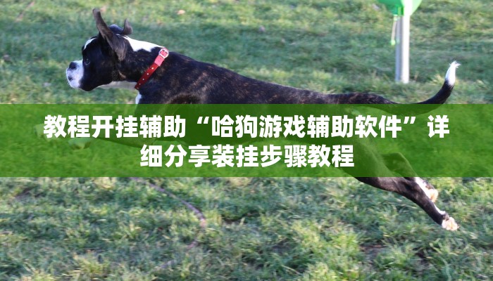 教程开挂辅助“微乐跑得快开挂视频”详细分享装挂步骤教程