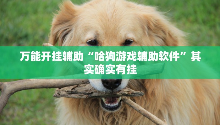 万能开挂辅助“哈狗游戏辅助软件”其实确实有挂
