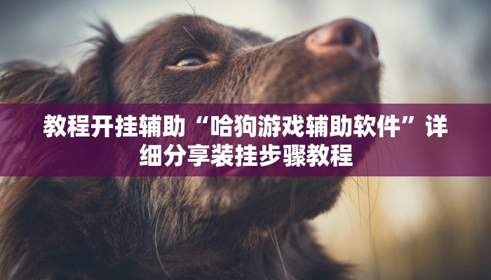 教程开挂辅助“哈狗游戏辅助软件”详细分享装挂步骤教程